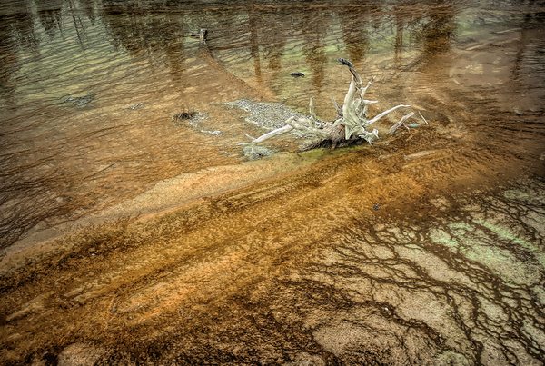 Yellowstone  Hot Springs Pool Tree Left Behind Print