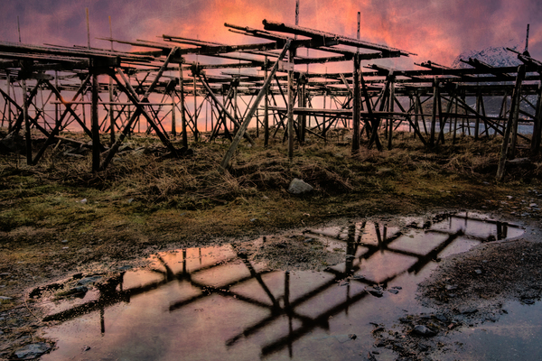Norwegian Cod Drying Racks at Sunset Print
