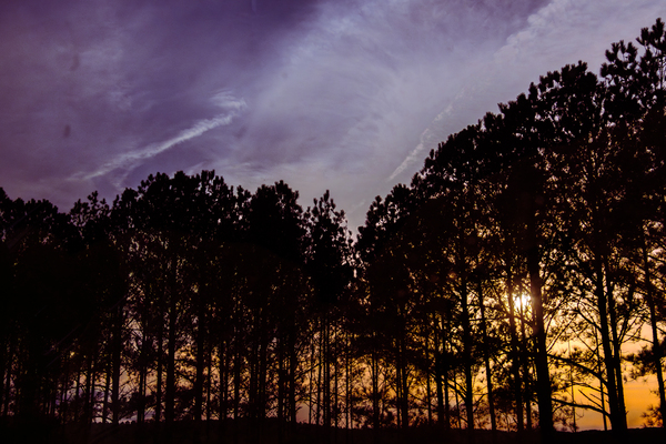Peeking Through Trees Print
