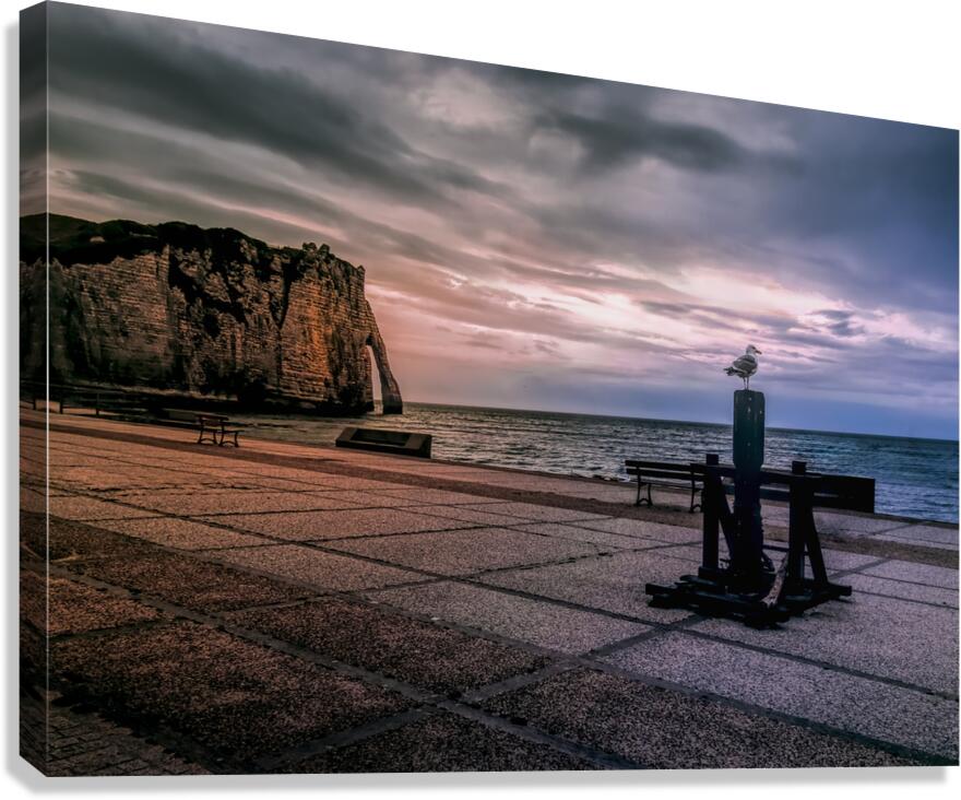 Seagull looking his Normandy Cliffs at Sunset Canvas Print