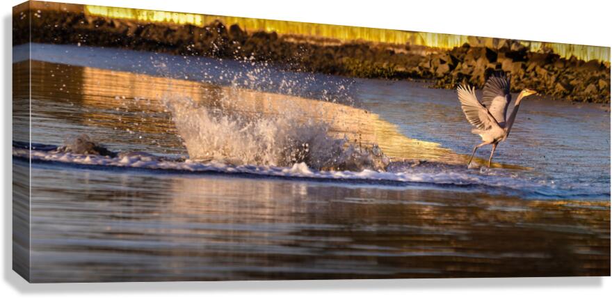 Surprise Porpoise Heron Attack Canvas Print