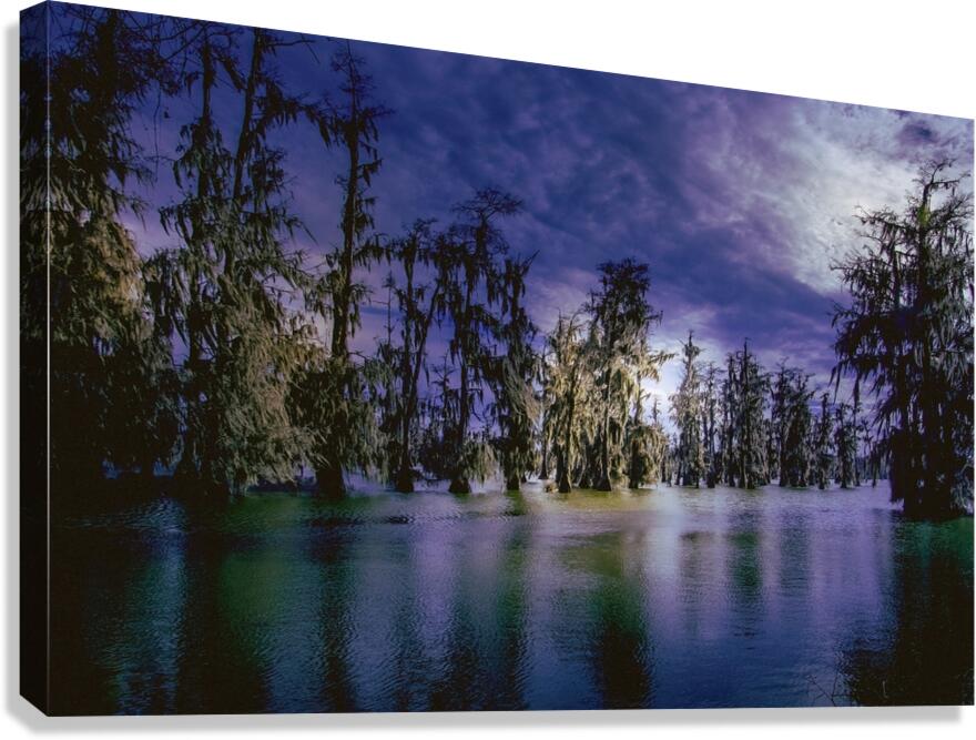 Louisiana Line of Trees Winter Wanderings Canvas Print