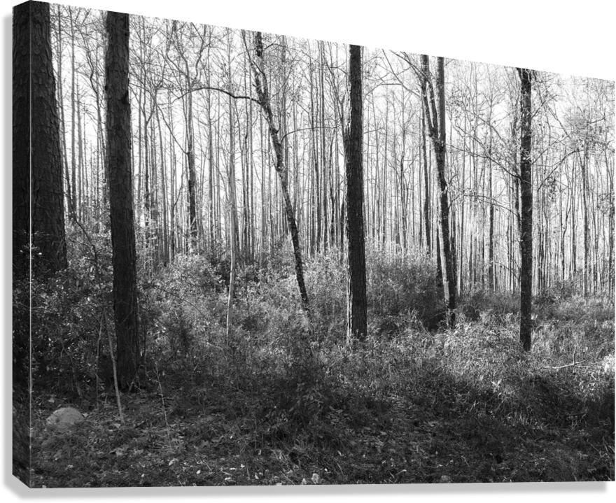 Meandering in the Frances Marion National Forest Canvas Print