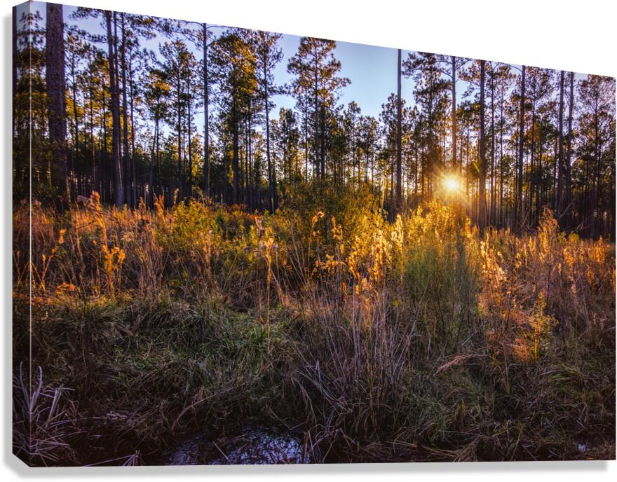 Woodland Marsh Sunset Winter Glow Canvas Print