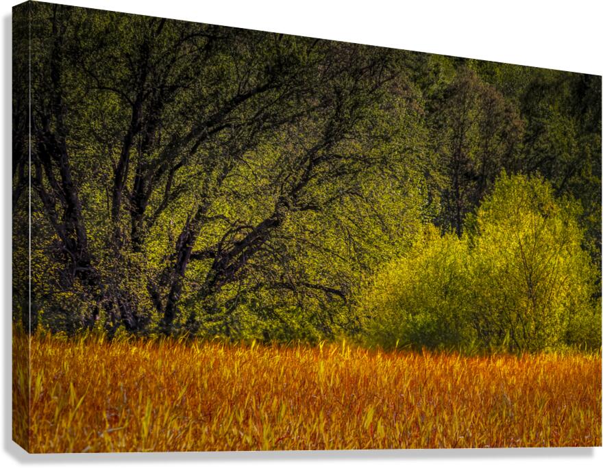 Light Green Trees of Early Spring Canvas Print