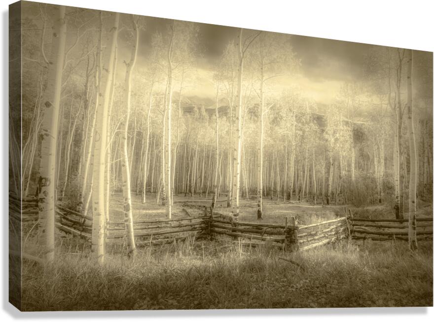 Artistic Colorado Aspens in Sepia Monotone Canvas Print