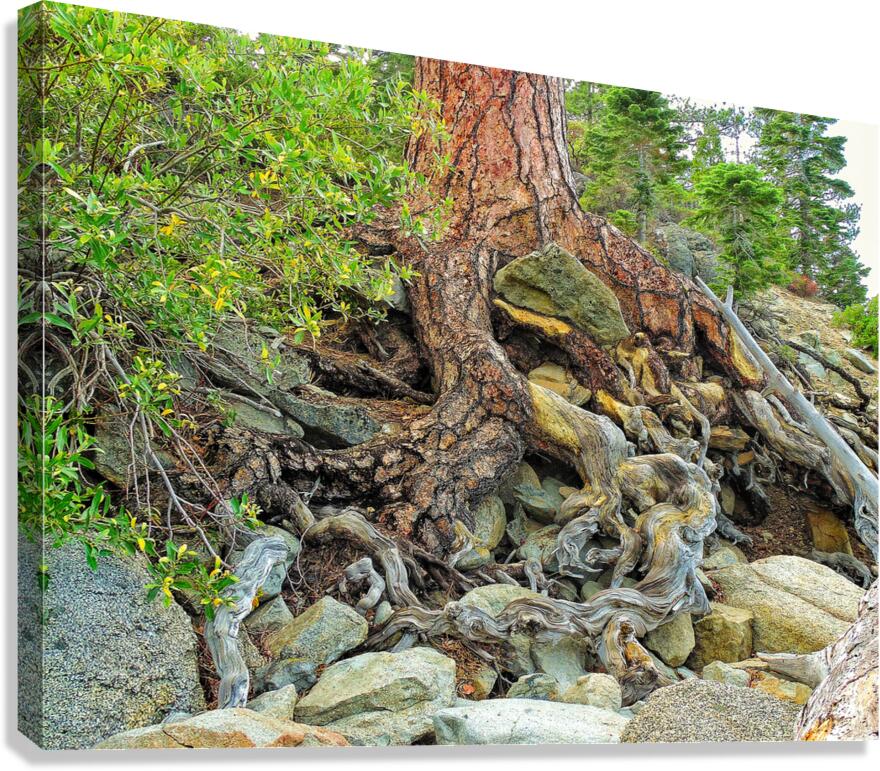 Lake Tahoe Gnarled  Root Tangle Canvas Print
