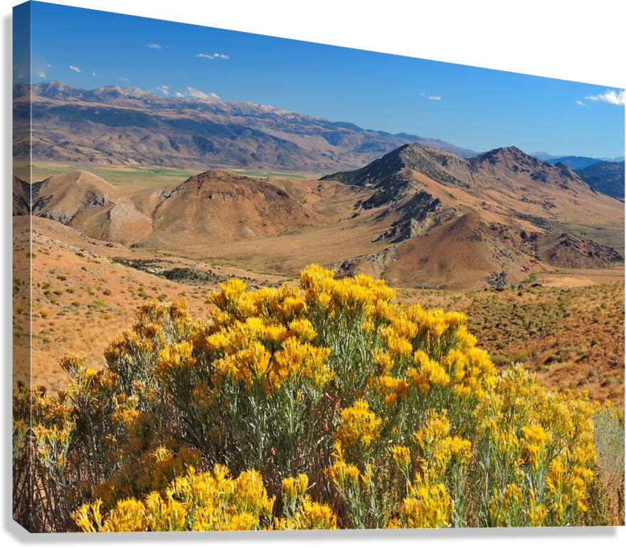 The Straw Flower Bouquet in the Tahoe Desert Canvas Print