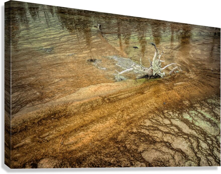 Yellowstone  Hot Springs Pool Tree Left Behind Canvas Print