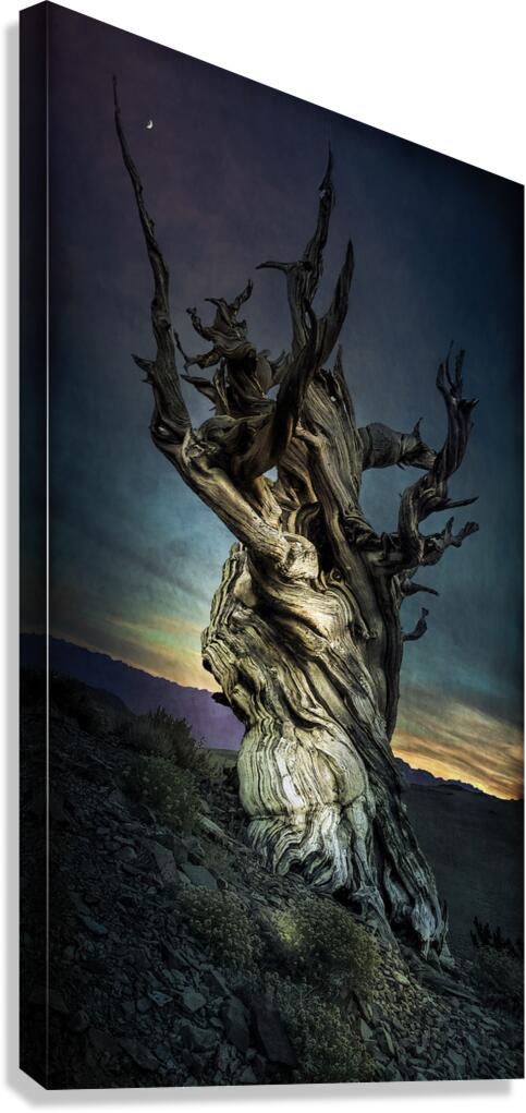 Inyo National Forest Tree Canvas Print