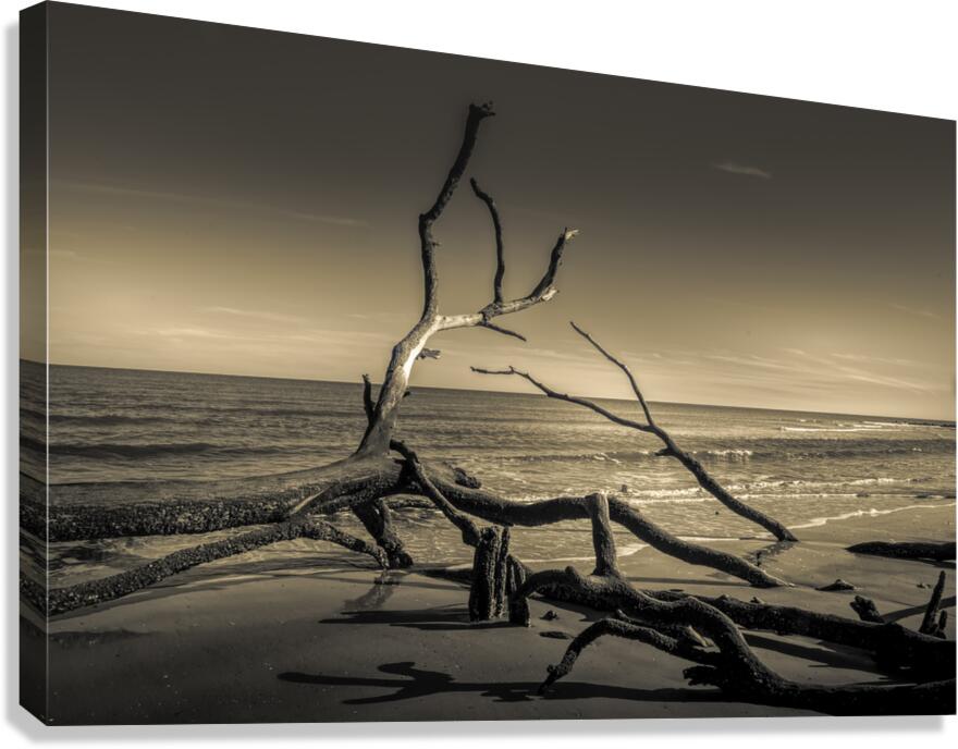 Hunting Island Beach Driftwood Shadows Canvas Print
