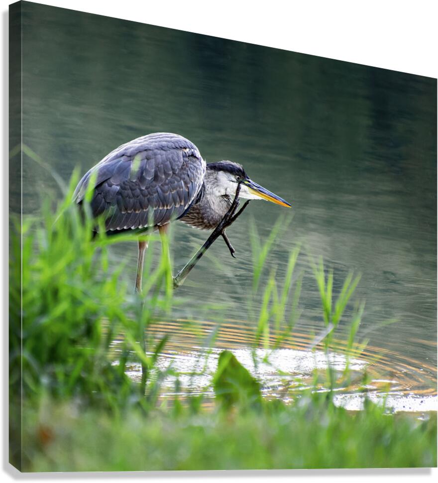 Peaks of Otter Heron Forging Canvas Print