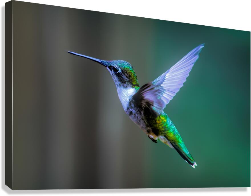 Female Ruby Throated Hummingbird Canvas Print