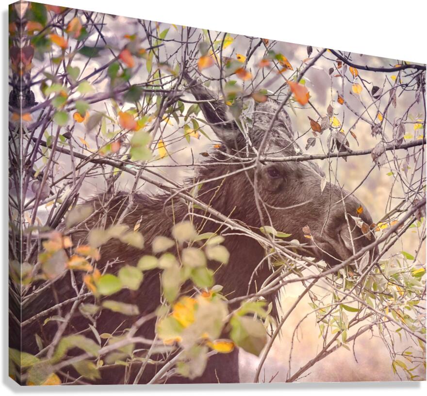 Teton Moose in the Bushes Canvas Print