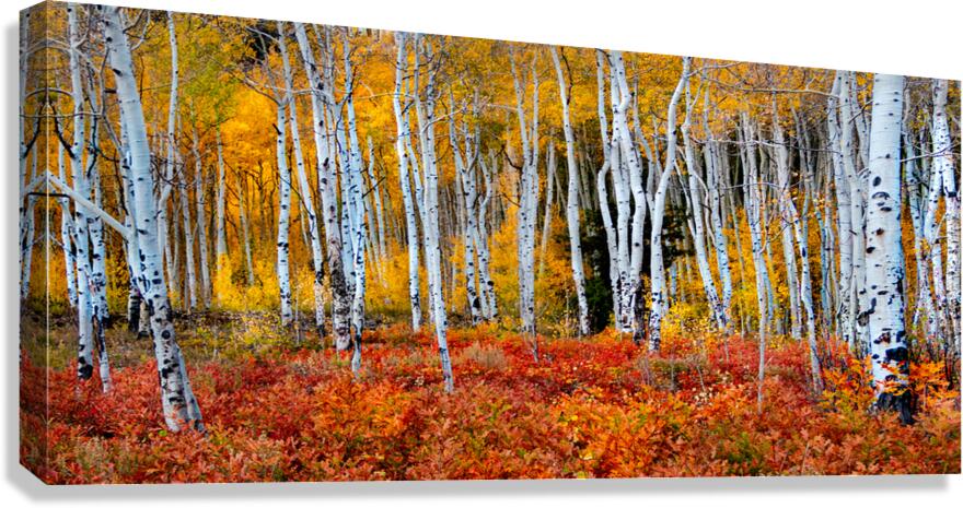 Colorado Autumn Aspens Canvas Print