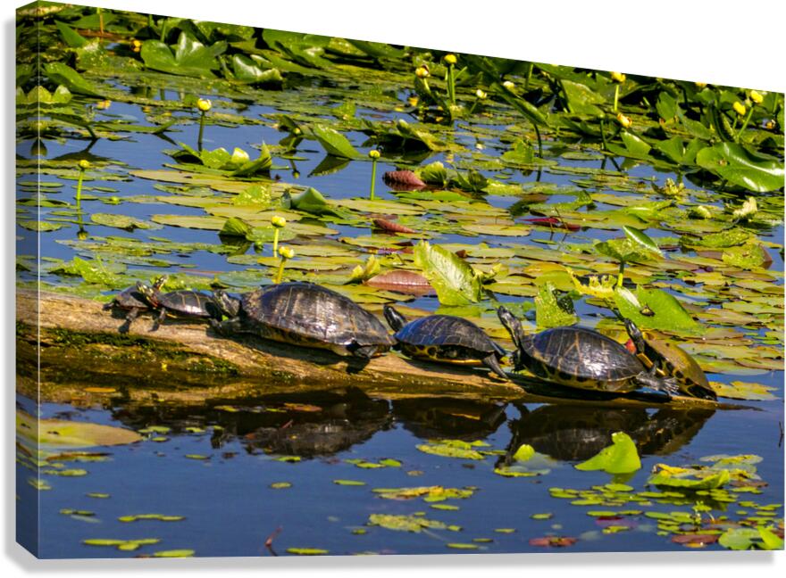Turtle Row Spa Line Up Canvas Print