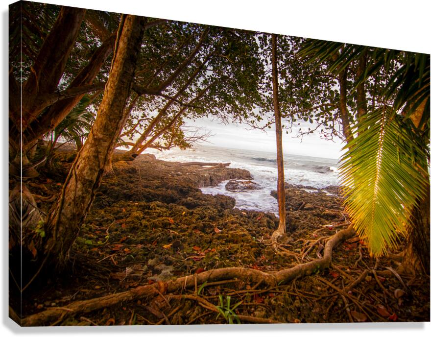 Meandering through the Costa Rica Jungle Beach  Canvas Print