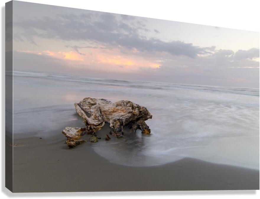 Caribbean Driftwood and Black Sand Beach  Canvas Print