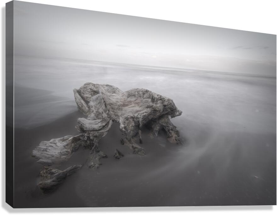 Cahuita Beach Driftwood White on White  Canvas Print