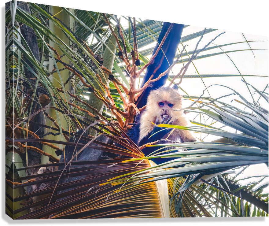 Costa Rica Monkey Finger Licking Good  Canvas Print