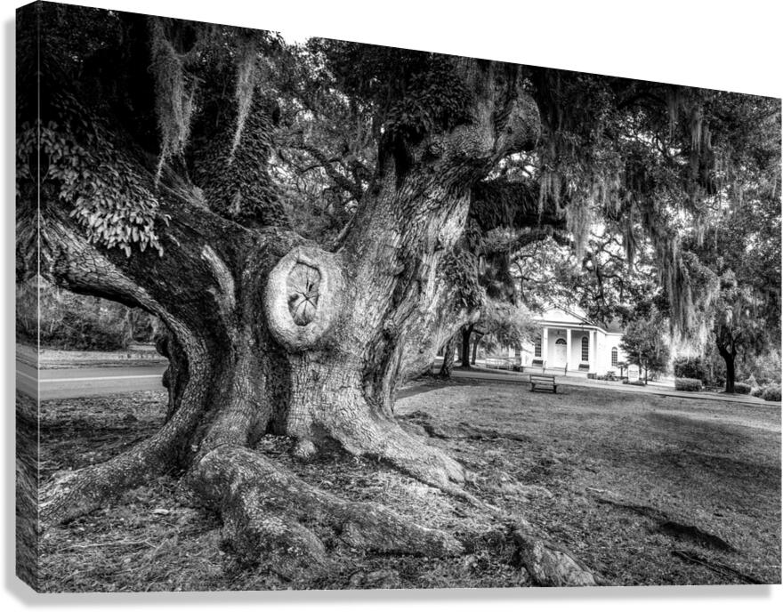 McClellanville Historic Live Oak Tree Canvas Print