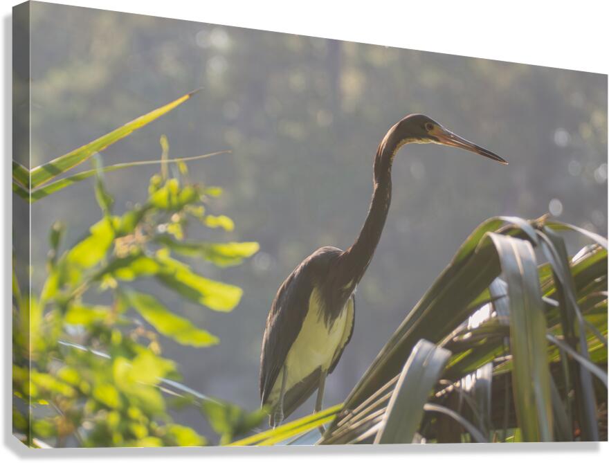 Tri Colored Heron with Backlighting Canvas Print