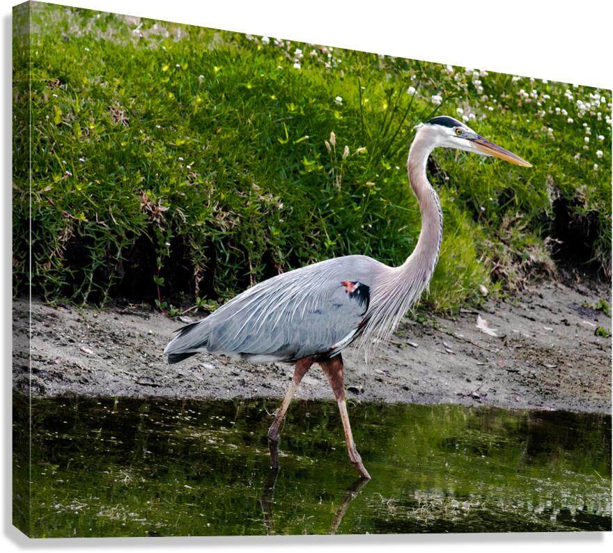 The Heron Strut Canvas Print