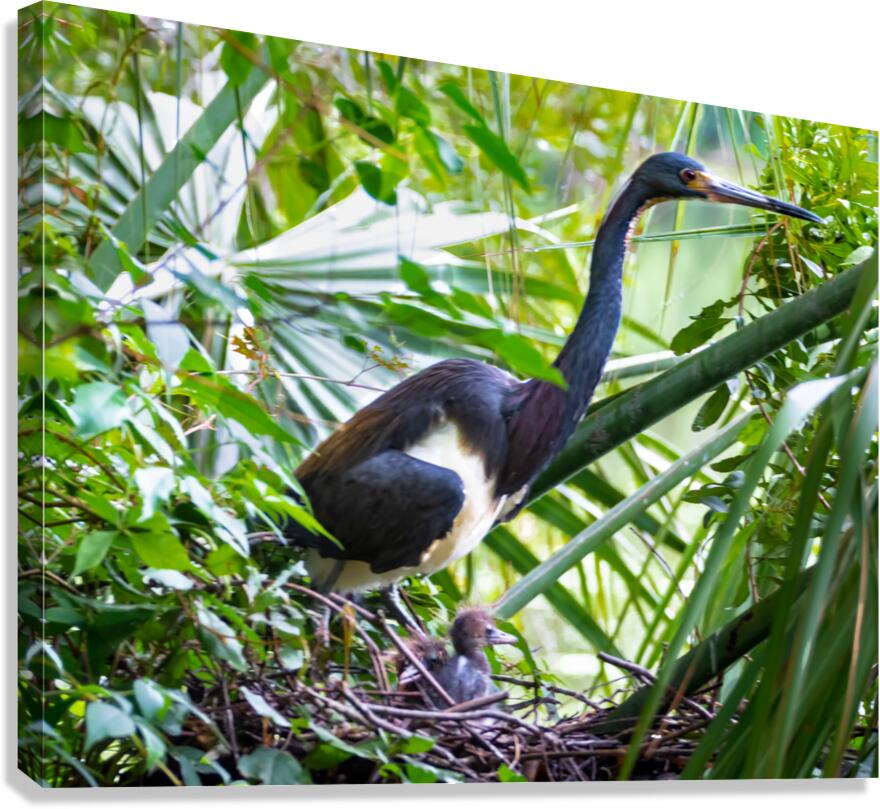 Tri-colored Heron Nesting Canvas Print
