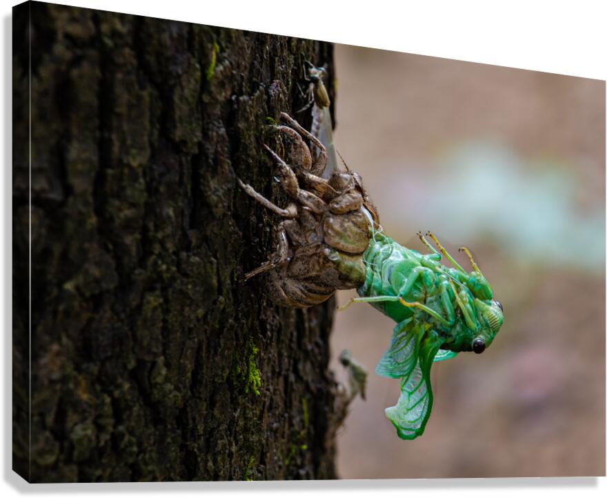 Annual Cicada Molting Canvas Print