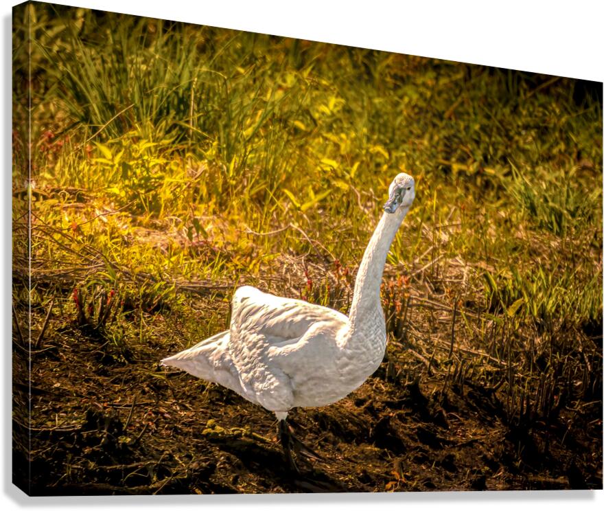 Tundra Swan Quizzical Face Canvas Print