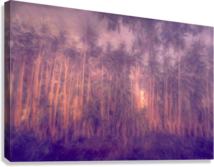 Costa Rica Tree Lineup Sunrise Abstract  Canvas Print