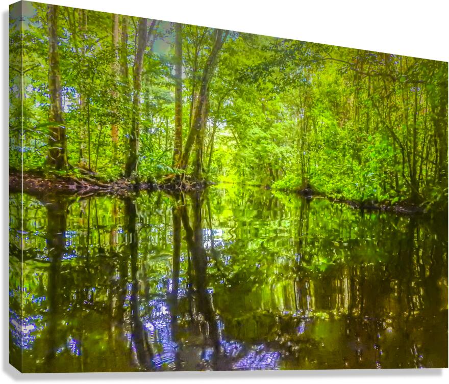 Costa Rica Mangrove Forest  Canvas Print