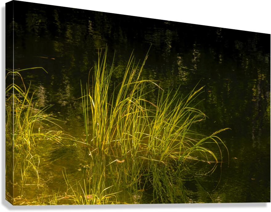 Marsh Grass Evening  Reflections Canvas Print