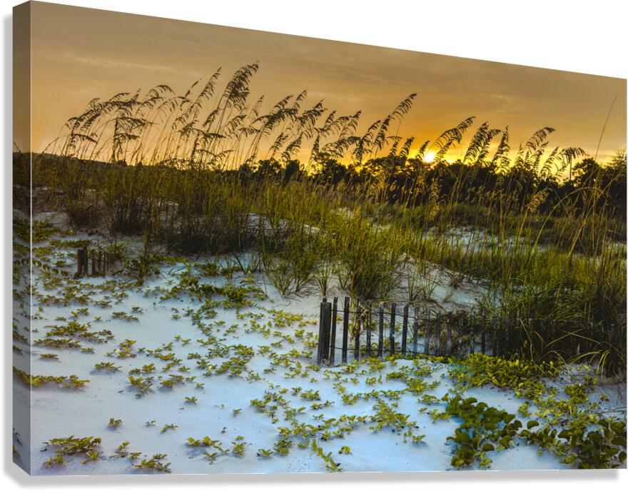 Autumn Sunset Dunes in Hilton Head Canvas Print