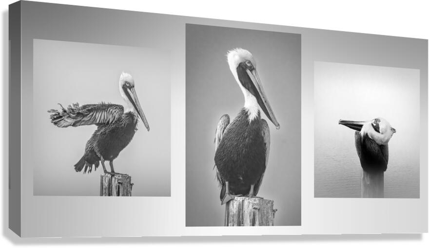 Three Pelicans Triptych in Black and White Canvas Print
