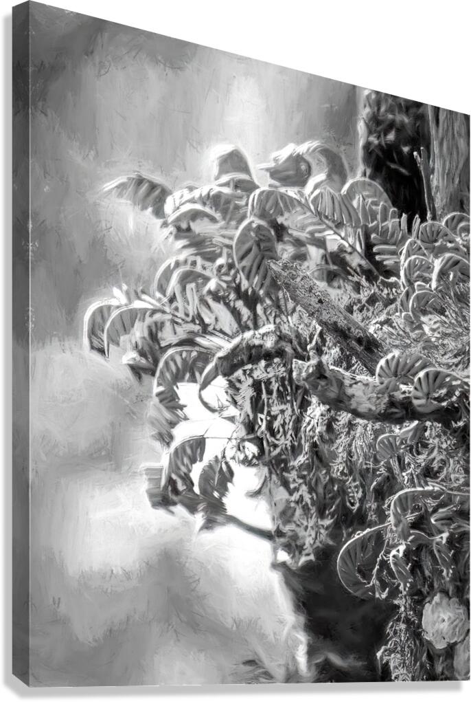 Resurrection Tree Fern Canvas Print