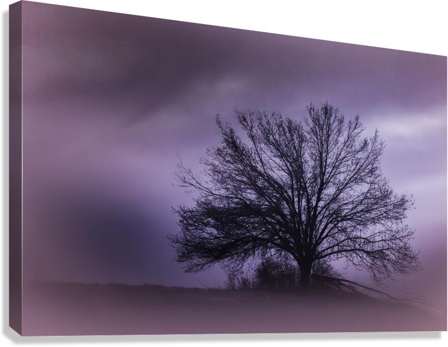  Moonlight  Hilltop Tree Perfection Canvas Print