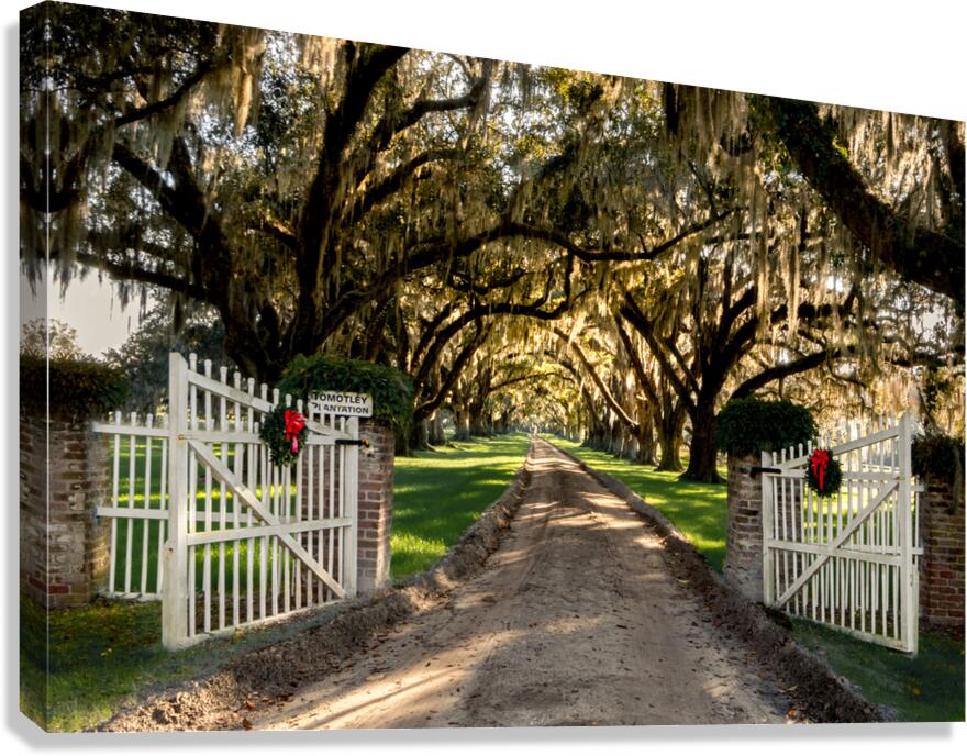 Tomotley   Plantation Christmas  Canvas Print