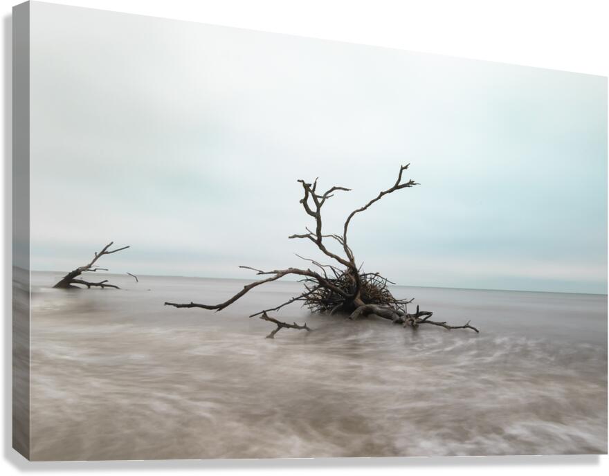 Botany Bay Tree 2 Canvas Print