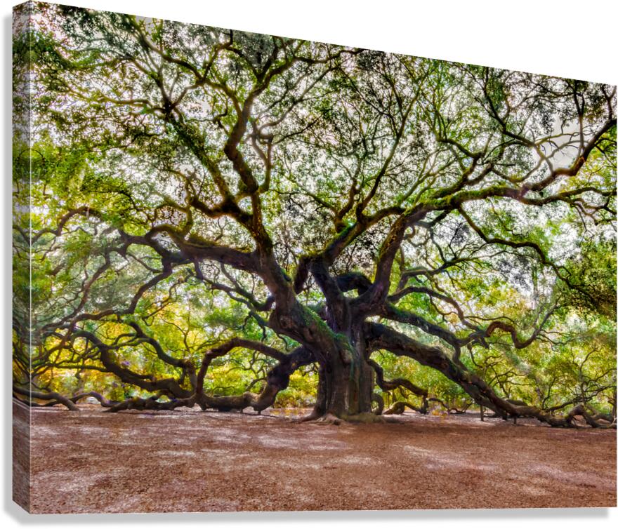 Spreading my Wings Canvas Print