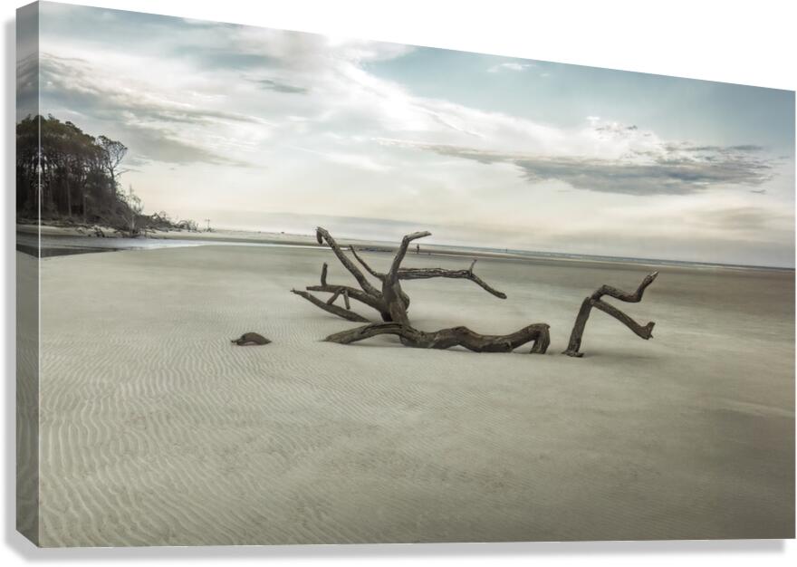 Beach Tree Relics Canvas Print