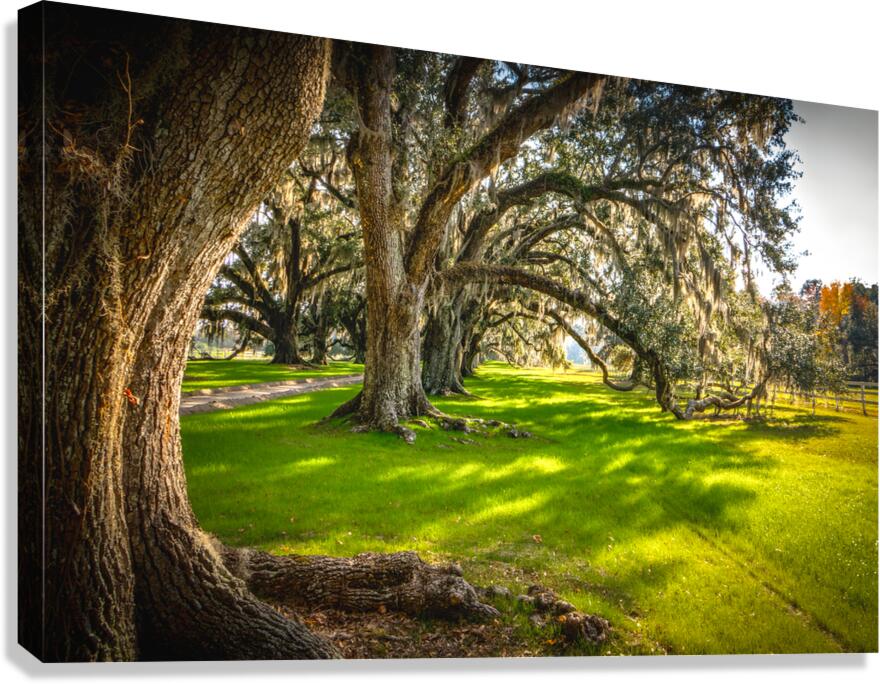 South Carolina Beaufort Live Oak Allee Canvas Print