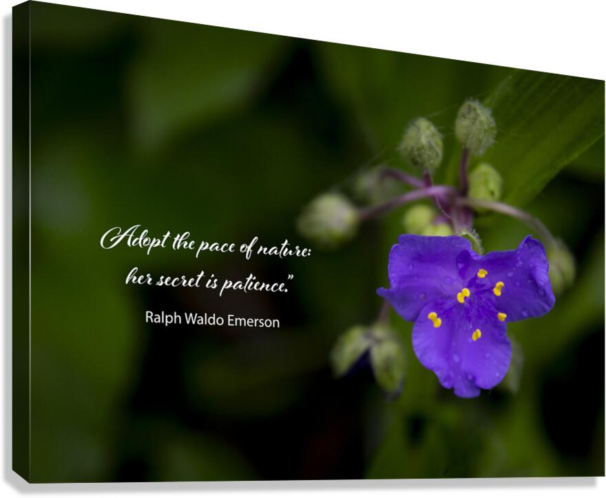 Adopt Patience Canvas Print