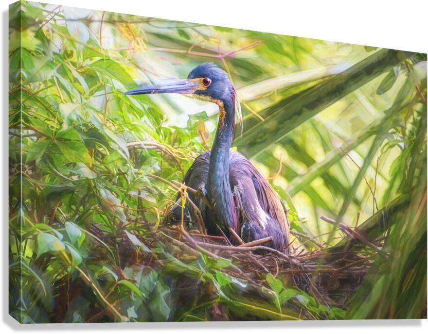 Tri-colored Heron Nesting in Dense Foliage Canvas Print