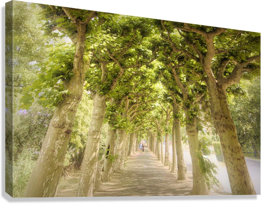 Sycamore Emerald Tunnel Promenade  Canvas Print