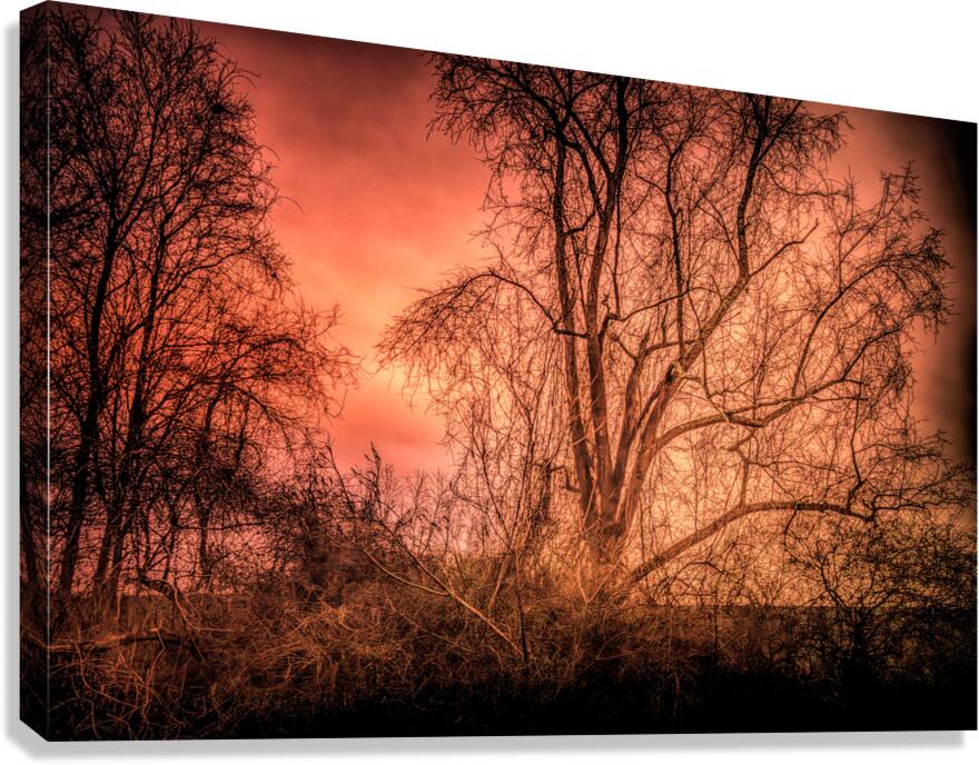  Mysterious Trees Canvas Print