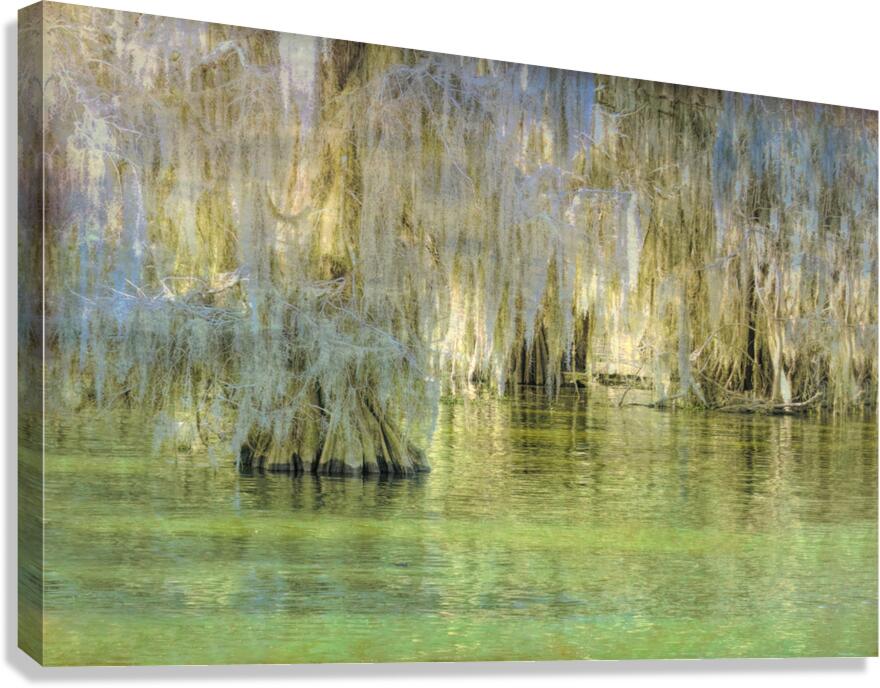Louisiana Bald Cypress Light Beams Canvas Print