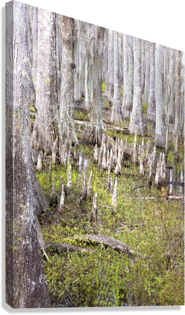 Atchafalaya National Preserve Cypress Trees Canvas Print