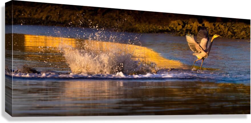 Surprise Porpoise Heron Attack Canvas Print