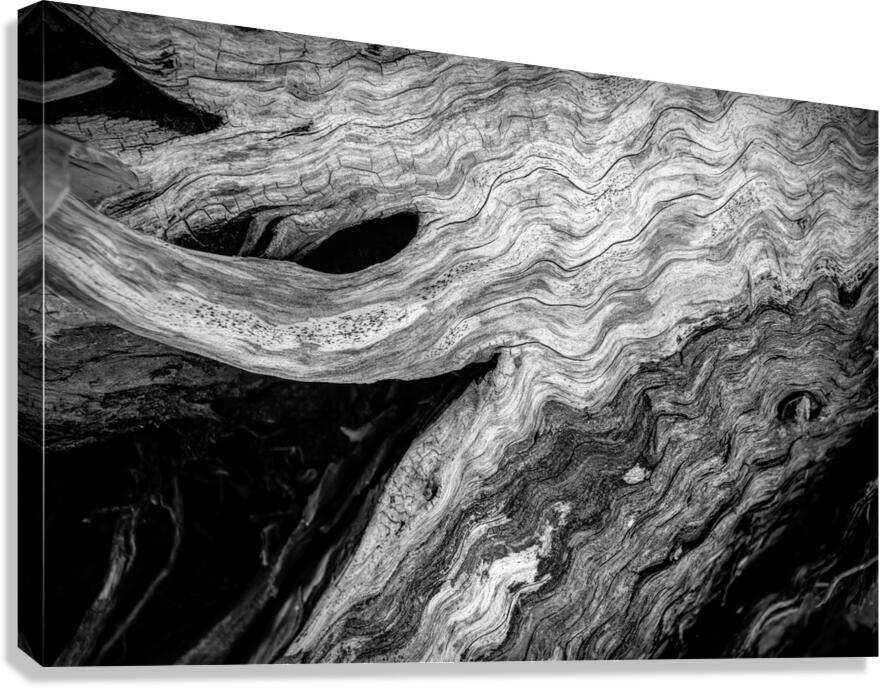 Abstract  Bald Cypress Tree Root Patterns in Black and White Canvas Print